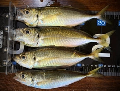 アジの釣果