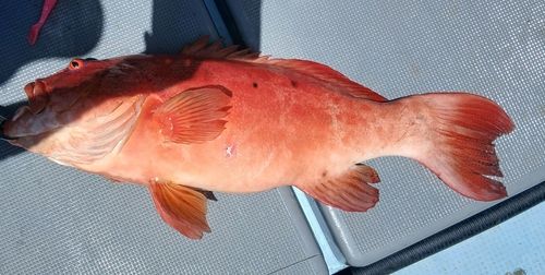 スジアラの釣果