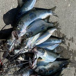ニシンの釣果・釣り情報まとめ【2026年最新】 - アングラーズ | 釣果