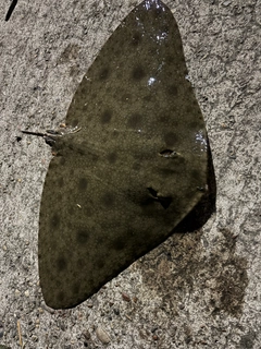 ツバクロエイの釣果