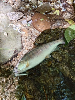 ヤマメの釣果