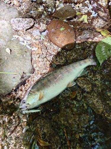 ヤマメの釣果