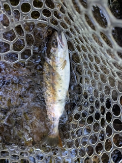ヤマメの釣果