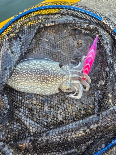 シリヤケイカの釣果