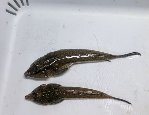 メゴチの釣果