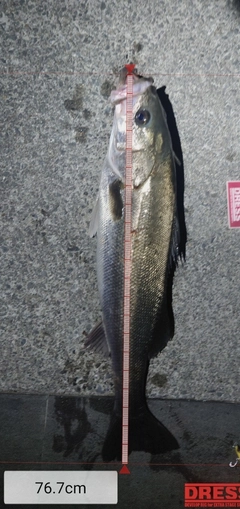 スズキの釣果