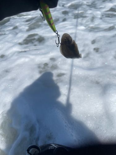 シタビラメの釣果