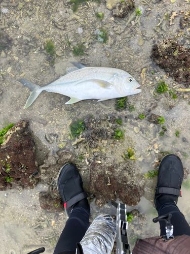 オニヒラアジの釣果