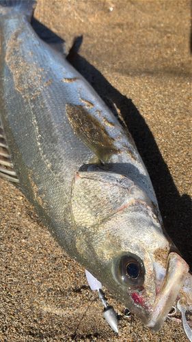 スズキの釣果