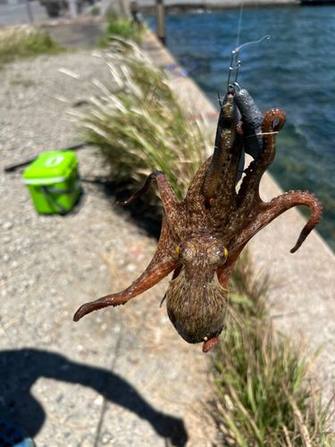 イイダコの釣果