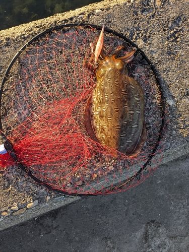 モンゴウイカの釣果