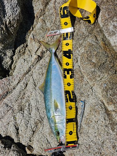 ヤズの釣果