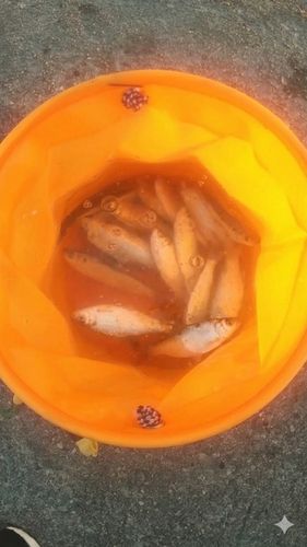サッパの釣果