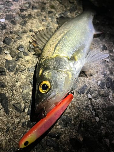 セイゴ（マルスズキ）の釣果