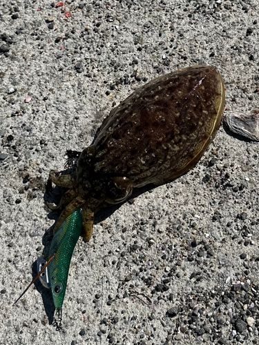 コウイカの釣果