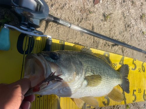 ブラックバスの釣果