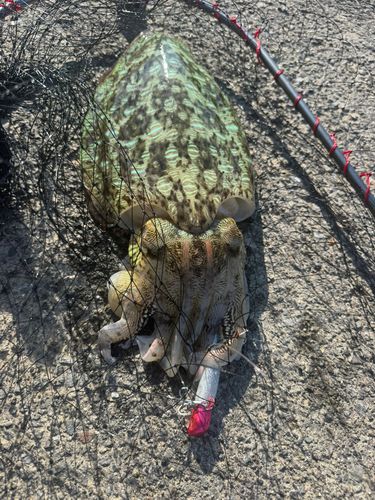コウイカの釣果