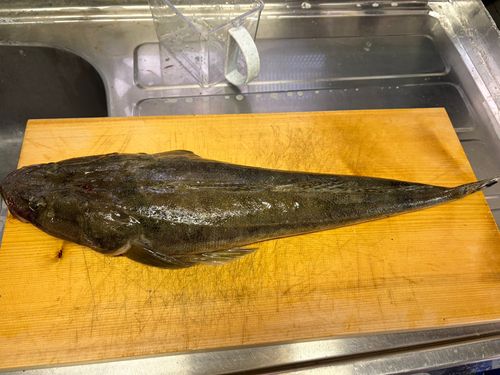 マゴチの釣果