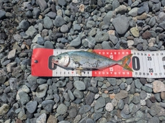 ワカシの釣果