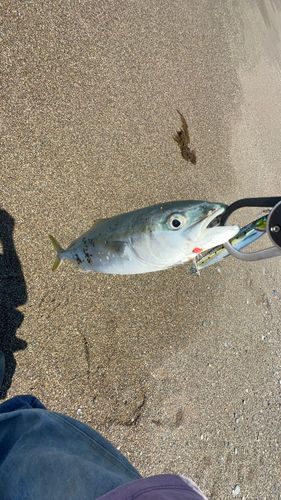 ワカシの釣果