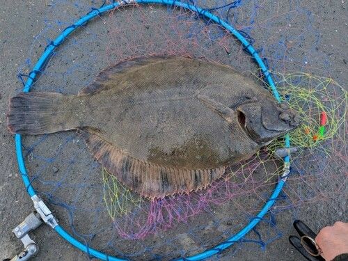 クロガレイの釣果