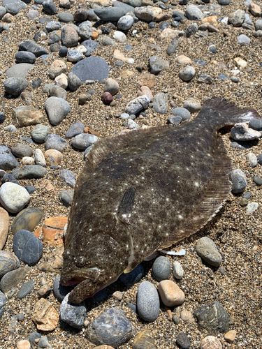ヒラメの釣果