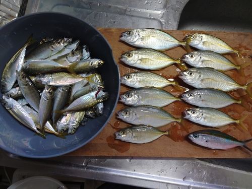 アジの釣果