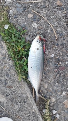 釣果
