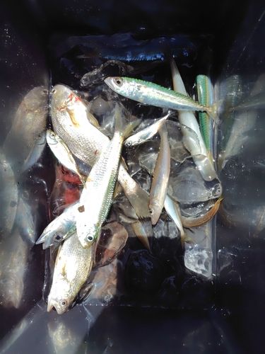 シロギスの釣果