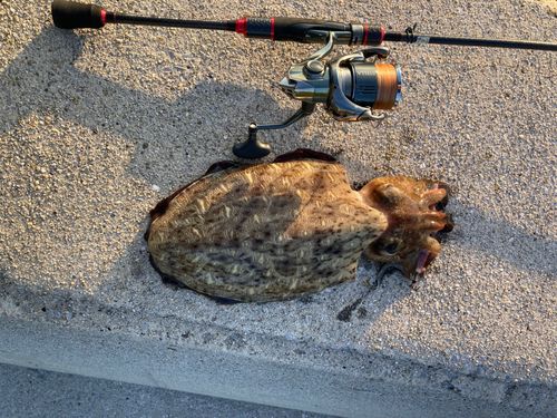 イカの釣果