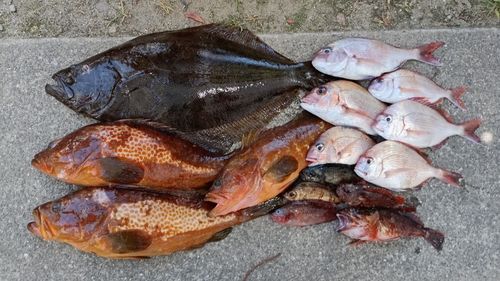 ヒラメの釣果