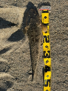 マゴチの釣果