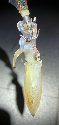 ヒイカの釣果