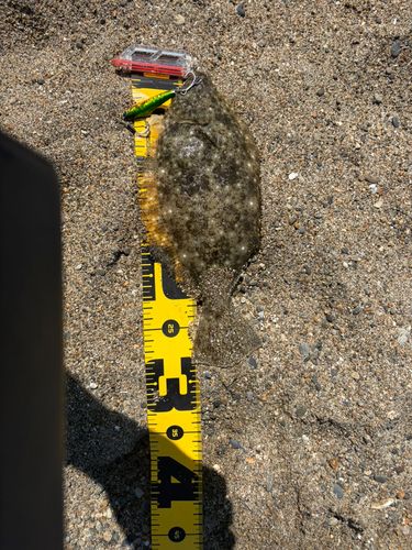ソゲの釣果