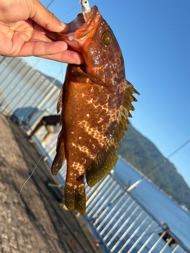 キジハタの釣果