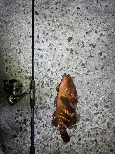アコウの釣果