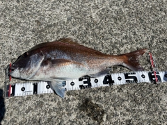 マダイの釣果