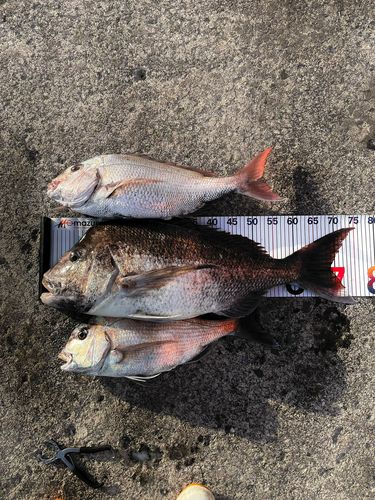 釣果