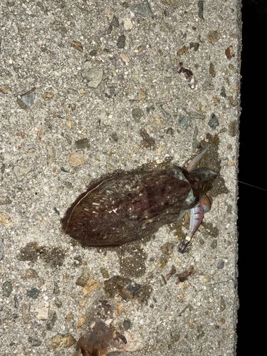 コウイカの釣果