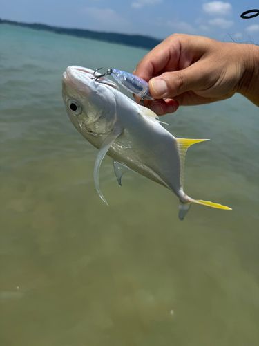 ガーラの釣果