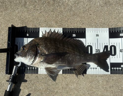 チヌの釣果