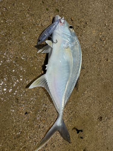 ガーラの釣果