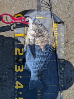 クロダイの釣果
