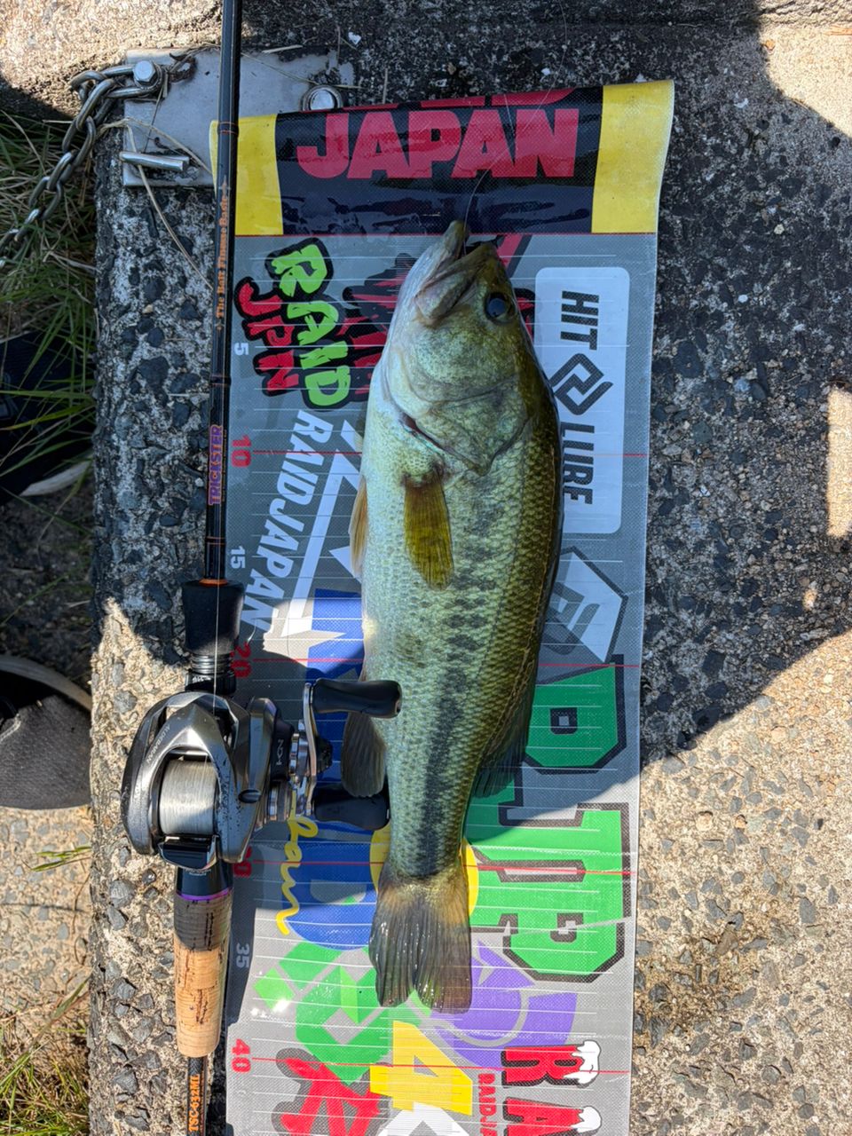 ブラックバス・ニホンナマズの釣果写真