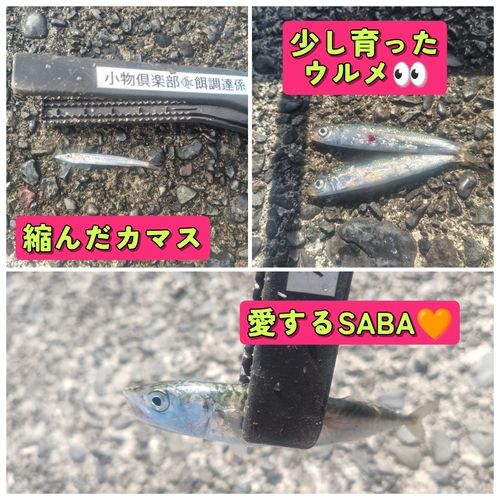 サバの釣果