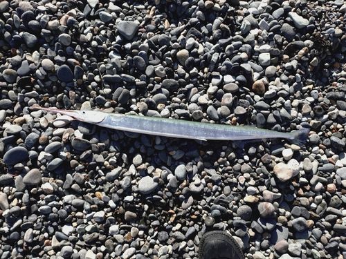 ダツの釣果