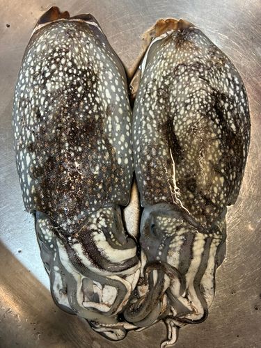 シリヤケイカの釣果