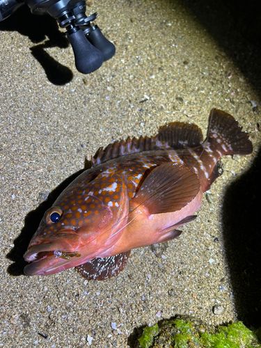 アコウの釣果