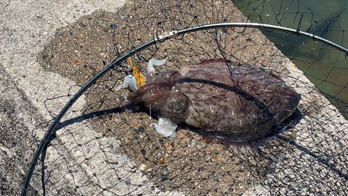 モンゴウイカの釣果