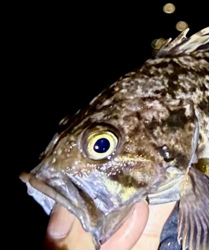 クロソイの釣果